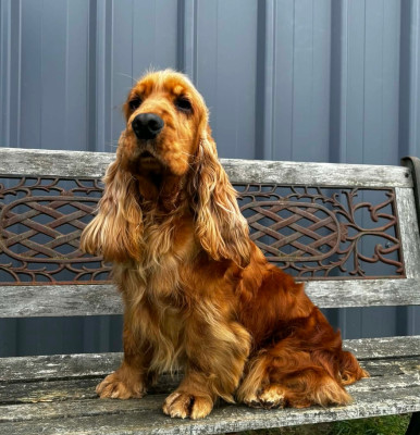 Étalon Cocker Spaniel Anglais - Velvet kiss « babette » of loving Star