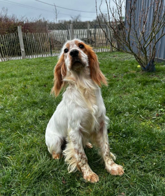 Étalon Cocker Spaniel Anglais - Vanille (Sans Affixe)