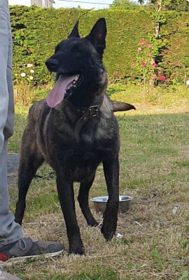 Raid De La Dream Team Des Charbonheur