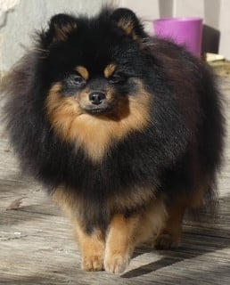 Étalon Spitz allemand - Vague de bonheur du champ des etroiles