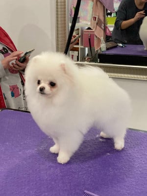 Étalon Spitz allemand - CH. S'hyoshi l'ange aux papillons