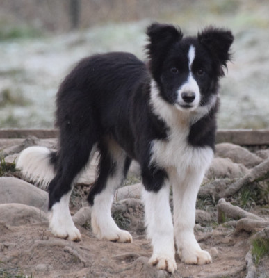 Étalon Border Collie - AFTER JUST FOLLOWING A STORY De La Vallee Du Douro