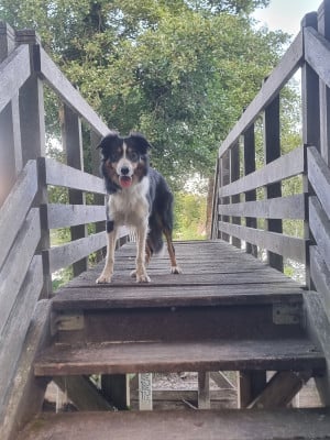 Étalon Border Collie - Ted de l'arbre madame