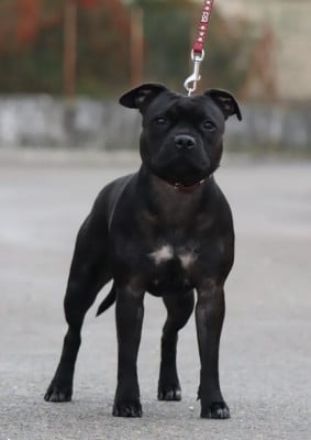 Étalon Staffordshire Bull Terrier - Untold love Sweet Dream Stafford
