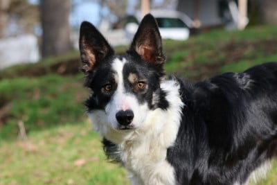 Étalon Border Collie - Attila Du Domaine De La Fauvette