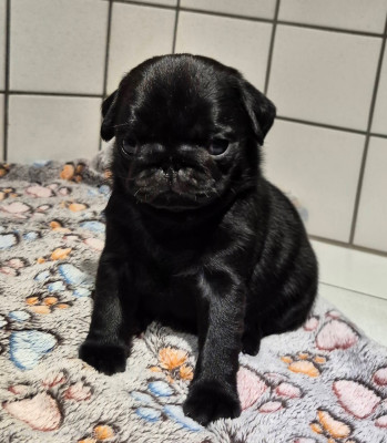 Étalon Carlin - Audette Velos De La Schumeraie