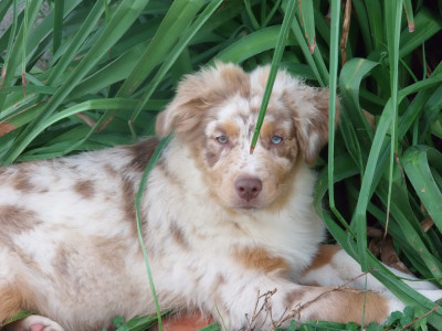 Étalon Berger Australien - de Lumeuil VOLGA 