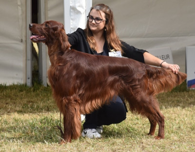 Étalon Setter irlandais rouge - Suo Dolce Figlio De L'anneau Du Kerry}