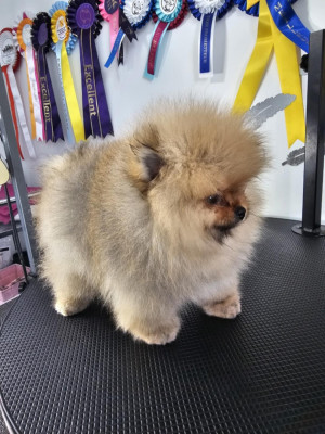 Étalon Spitz allemand - Ace du royaume des douceurs