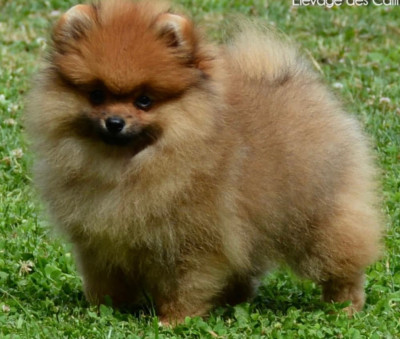 Étalon Spitz allemand - Apache câlins dorés