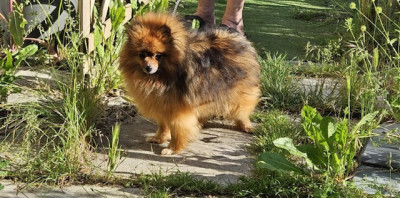 Étalon Spitz allemand - U'love me Des Poms De L'Odyssee