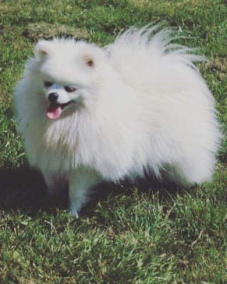 Étalon Spitz allemand - Pinup beauty spitz