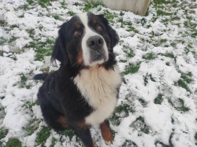 Étalon Bouvier Bernois - Toscane Du Domaine De La Lune Rousse