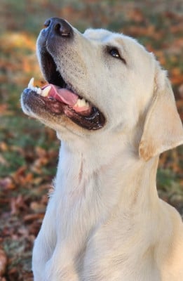 Umielle De La Vallée Caelestis