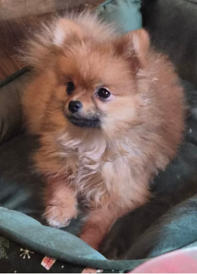 Étalon Spitz allemand - Volcane de la source des volcans