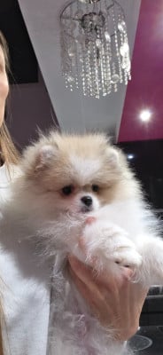 Étalon Spitz allemand - Belosnezhnyy favorit Fabio