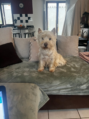 Étalon West Highland White Terrier - Urley Du domaine de forest hill