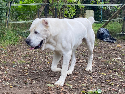 Étalon Berger d'Asie Centrale - Stalmaz Jai Ice