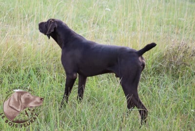 Étalon Braque allemand à poil court - VASCO du Bois Feuraz