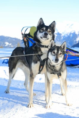 Étalon Siberian Husky - Top Gun Des Aragnouets