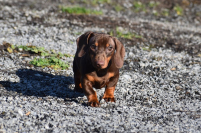 Étalon Teckel poil ras - Lancia alias Fiona Kharkovskyi talisman