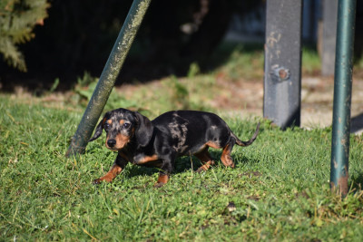 Étalon Teckel poil ras - Neri alias Naomi Kharkovskyi talisman