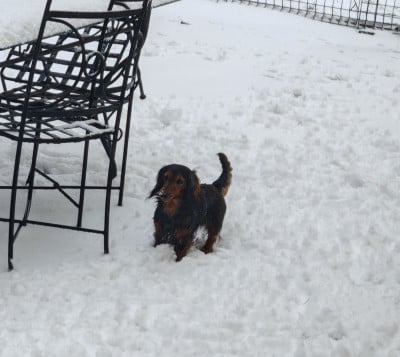 Étalon Teckel poil long - Agathe de tetiaora