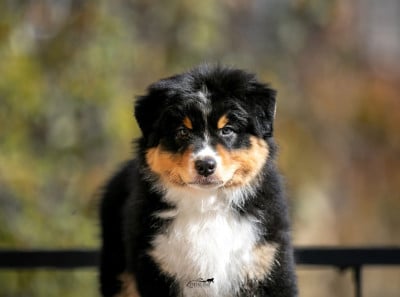 Étalon Berger Australien - Kodaline Amiral