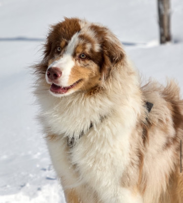Étalon Berger Australien - Kodaline Versant sud