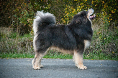 Étalon Dogue du Tibet - CH. Kleo Dream (Sans Affixe)