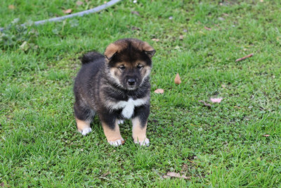 Étalon Shikoku - Kibo No Okami Akali