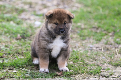 Étalon Shikoku - Kibo No Okami Arasaka