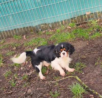 Étalon Cavalier King Charles Spaniel - VALENTIN du domaine des quatre pattes
