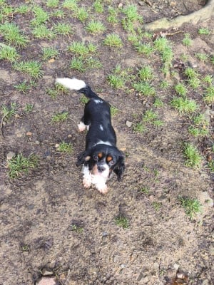 Étalon Cavalier King Charles Spaniel - VOLGA du domaine des quatre pattes