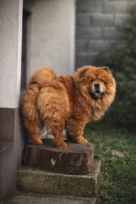 Étalon Chow Chow - Intense Island Chow Victoria Secret's