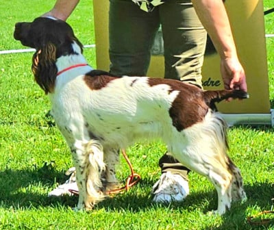 Étalon English Springer Spaniel - Umy De La Plaine Du Mailhol