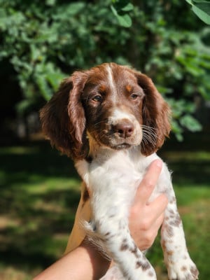 Étalon English Springer Spaniel - Akka De La Plaine Du Mailhol
