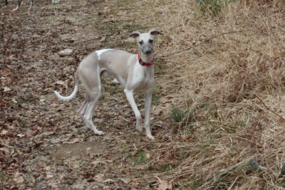 Étalon Whippet - Votre Majesté Reine Elizabeth des Gardiens d'Hadès