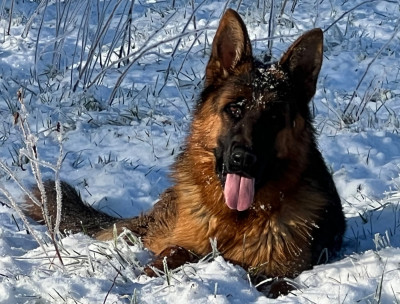 Étalon Berger Allemand - Ayrton de la Petite Laeticia