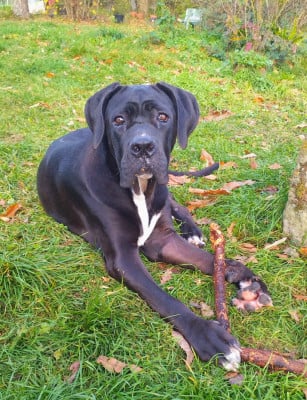 Étalon Cane Corso - Aphrodite Des Seigneurs De Sparte