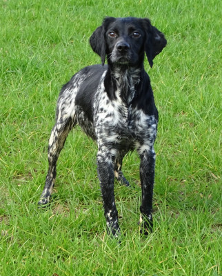 Étalon Epagneul Breton - VANDA des hautes pousterles