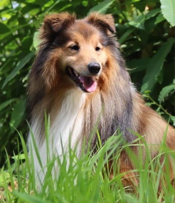 CH. REX Des Sentiers du Perche