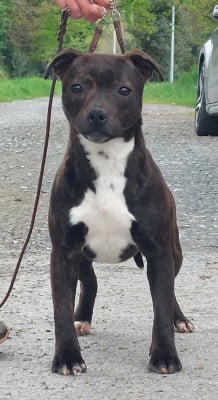 Étalon Staffordshire Bull Terrier - VICTIM-OF-LOVE De karysha