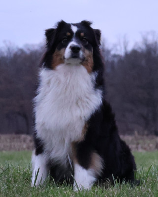 Étalon Berger Australien - Jenny from the Block rosycheeks