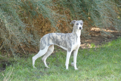 Étalon Whippet - Action reaction Des Terres De Pag