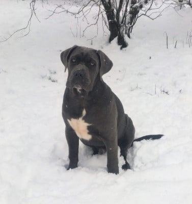 Étalon Cane Corso - Alpha Des Seigneurs De Sparte