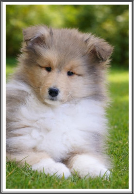 Étalon Colley à poil long - Amour Gloire et Beauté du bois des amazones