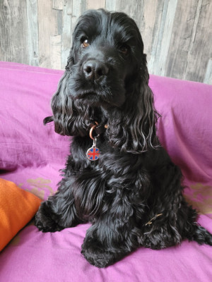 Étalon Cocker Spaniel Anglais - U re my Utopia by Radjah d'Amancy