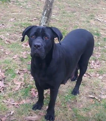 Astra Borbone Dei Caivanesi