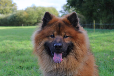 Étalon Eurasier - Ur'Rakka Du Domaine D'Alvheim